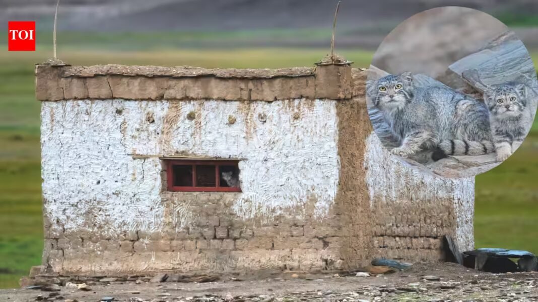 World’s “grumpiest cat” moved into a Ladakh couple’s home with 3 kittens; family gave up their house so she could raise them | World’s “grumpiest cat” moved into a Ladakh couple’s home with 3 kittens; family gave up their house so she could raise them |