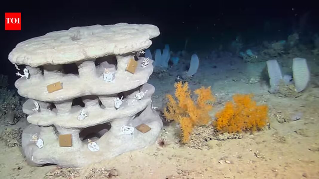 Scientists placed 23 3D-printed reefs up to 1,100 metres underwater to test whether damaged coral habitats can recover | Scientists placed 23 3D-printed reefs up to 1,100 metres underwater to test whether damaged coral habitats can recover |