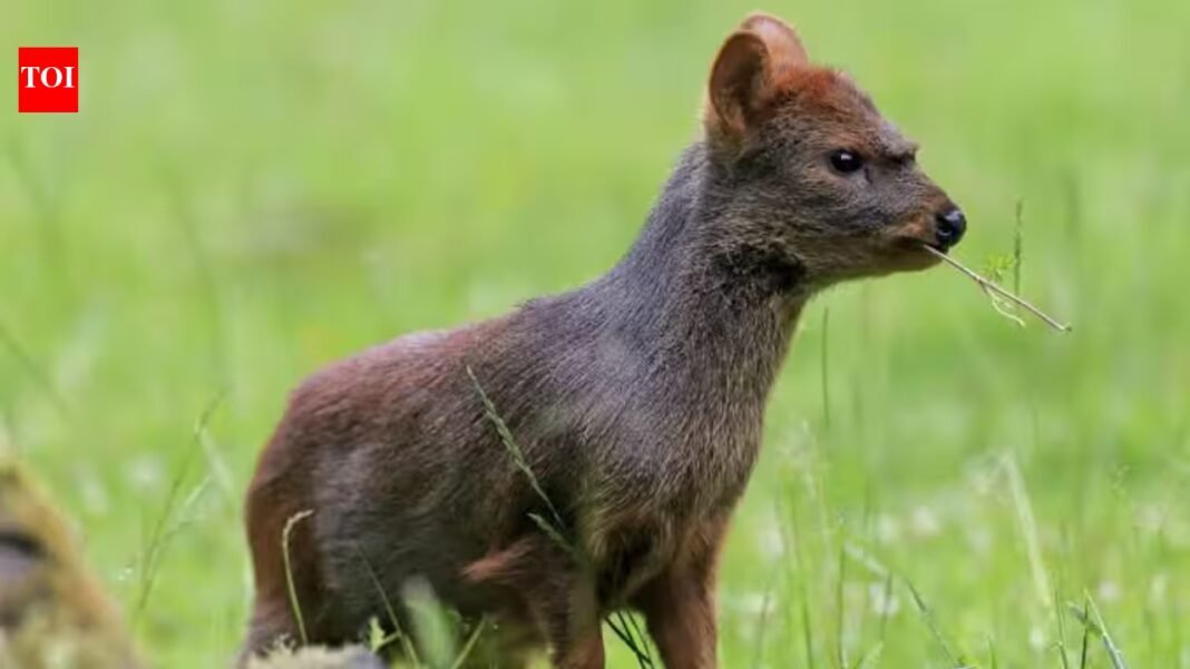 Meet the world’s smallest deer: The tiny ‘Pudu’ is barely four apples tall, weighs only a few kilograms and lives in South America’s forests Meet the world’s smallest deer: The tiny ‘Pudu’ is barely four apples tall, weighs only a few kilograms and lives in South America’s forests