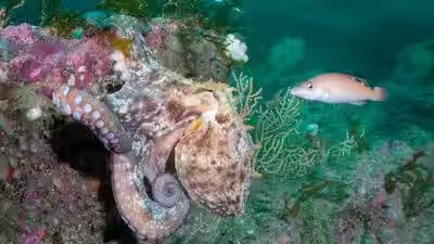 Hotter seas, vanishing kelp, booming octopus: How Europe’s marine life is changing Hotter seas, vanishing kelp, booming octopus: How Europe’s marine life is changing