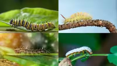 Caterpillar breeding season is here: 6 easy ways to keep them away from your garden and home | Caterpillar breeding season is here: 6 easy ways to keep them away from your garden and home |