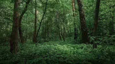Forest vs jungle: What is the actual difference between the two? | Forest vs jungle: What is the actual difference between the two? |