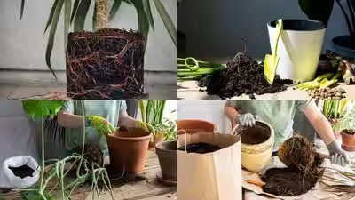 Signs Your Plant Needs A Bigger Pot: From roots coming out to slow growth: 5 signs your plant needs a bigger pot Signs Your Plant Needs A Bigger Pot: From roots coming out to slow growth: 5 signs your plant needs a bigger pot