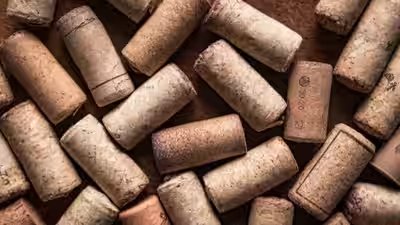 Gardening Hack: Why are gardeners putting corks in their potted plants? The surprising reason behind this gardening hack Gardening Hack: Why are gardeners putting corks in their potted plants? The surprising reason behind this gardening hack