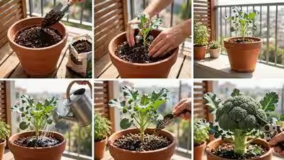 How to grow broccoli in a pot at home with simple steps and healthy plant care tips | How to grow broccoli in a pot at home with simple steps and healthy plant care tips |