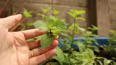Growing Mint From Cuttings: How to grow pudina at home in just one pot: Easy steps to grow fresh mint leaves from cuttings Growing Mint From Cuttings: How to grow pudina at home in just one pot: Easy steps to grow fresh mint leaves from cuttings