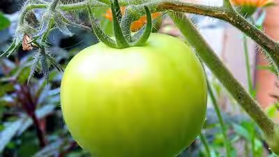 How to ripen green tomatoes indoors and avoid mistakes that can slow the process | How to ripen green tomatoes indoors and avoid mistakes that can slow the process |