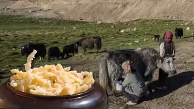 From Ladakh’s high-altitude villages to Brazil: Yak Churpi, a traditional cheese made from yak milk by nomadic families for generations, wins gold at an international competition From Ladakh’s high-altitude villages to Brazil: Yak Churpi, a traditional cheese made from yak milk by nomadic families for generations, wins gold at an international competition