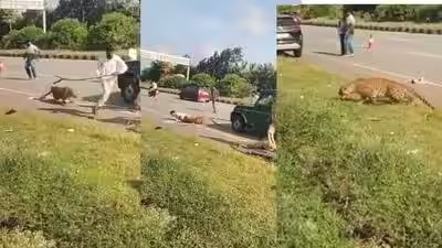 ‘Suddenly, it attacked’: Injured leopard ambushes forest official during Karnataka rescue operation; watch ‘Suddenly, it attacked’: Injured leopard ambushes forest official during Karnataka rescue operation; watch