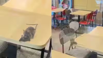 Rats on the menu? McDonald’s outlet in Gujarat caught on camera with rodents roaming tables Rats on the menu? McDonald’s outlet in Gujarat caught on camera with rodents roaming tables
