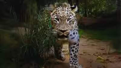 Leopard attack kills 35-year-old woman in Bahraich: What travellers should know before visiting Katarniaghat Wildlife Sanctuary, Uttar Pradesh | Leopard attack kills 35-year-old woman in Bahraich: What travellers should know before visiting Katarniaghat Wildlife Sanctuary, Uttar Pradesh |