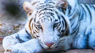 Meet Tejas: The rare blue-eyed white tiger who travelled 550 km from Gwalior to become Dehradun Zoo’s newest attraction; “The energetic young tiger immediately started exploring” Meet Tejas: The rare blue-eyed white tiger who travelled 550 km from Gwalior to become Dehradun Zoo’s newest attraction; “The energetic young tiger immediately started exploring”