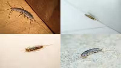 How To Get Rid Of Silverfish: Why silverfish suddenly appear in bathrooms and wardrobes: 3 smart tips to get rid of them | How To Get Rid Of Silverfish: Why silverfish suddenly appear in bathrooms and wardrobes: 3 smart tips to get rid of them |