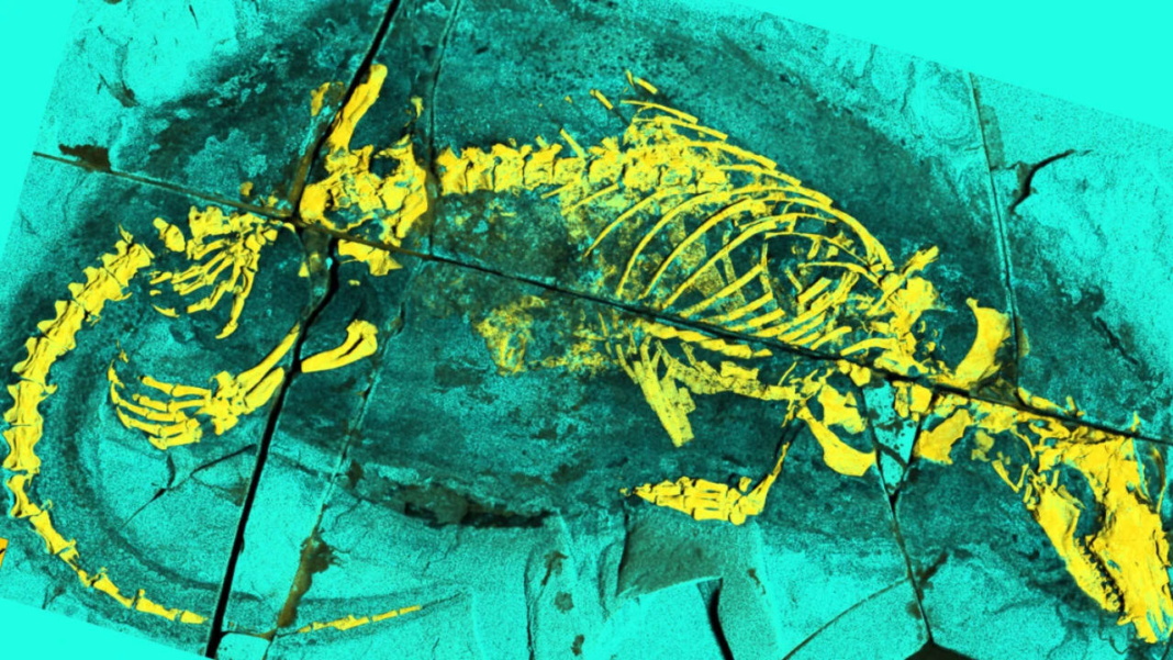 165-million-year-old fossil from China reveals mammal ancestor that swam and swallowed like mammals 165-million-year-old fossil from China reveals mammal ancestor that swam and swallowed like mammals