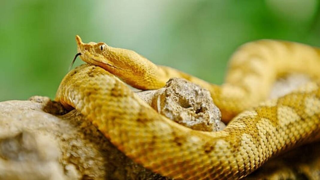 5 snakes you could walk past without noticing: Meet nature’s masters of camouflage 5 snakes you could walk past without noticing: Meet nature’s masters of camouflage