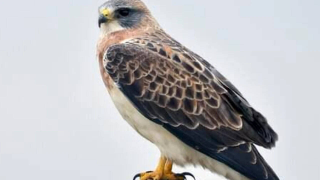 Rare hawks nest in California county after 30 years as abandoned farmland gets a new life Rare hawks nest in California county after 30 years as abandoned farmland gets a new life