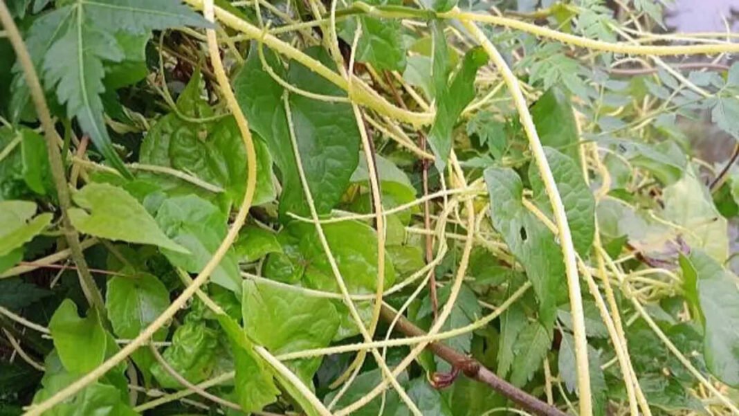 7 plants that can invade your neighbour’s garden: These fast-spreading growers can creep across boundaries, send roots beneath fences turning a beautiful backyard into an unintended gardening battleground 7 plants that can invade your neighbour’s garden: These fast-spreading growers can creep across boundaries, send roots beneath fences turning a beautiful backyard into an unintended gardening battleground