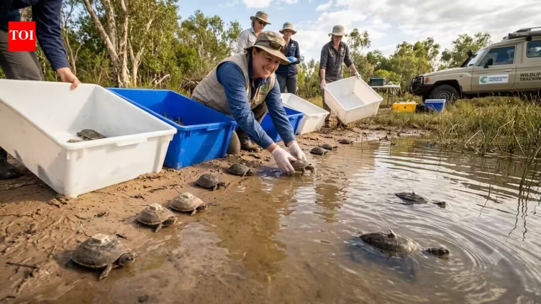 Australia released 21 captive-bred endangered turtles into the wild; 8 are now being tracked for up to two years | Australia released 21 captive-bred endangered turtles into the wild; 8 are now being tracked for up to two years |
