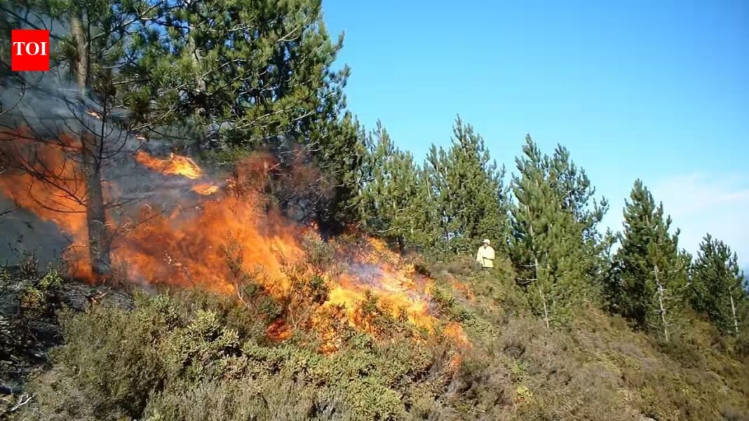 Scientists deliberately burned an Australian woodland after years without recorded fire; 20,369 seedlings revealed what survived underground | Scientists deliberately burned an Australian woodland after years without recorded fire; 20,369 seedlings revealed what survived underground |