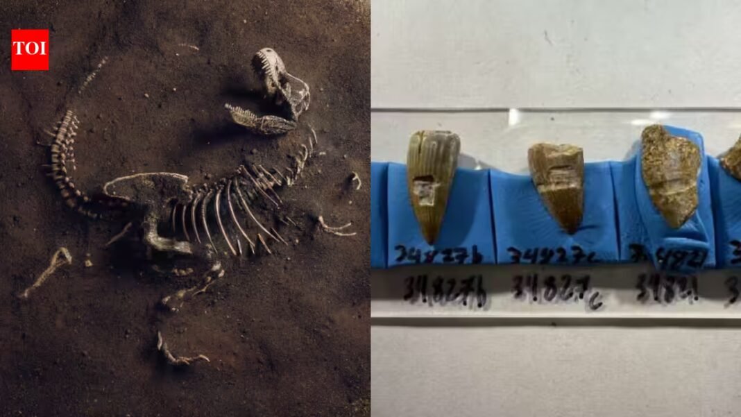 Fossil teeth from ancient North American coastlines suggest some dinosaurs supplemented land diets with seaweed and other marine food, revealing a coastal feeding link that existed more than 100 million years ago Fossil teeth from ancient North American coastlines suggest some dinosaurs supplemented land diets with seaweed and other marine food, revealing a coastal feeding link that existed more than 100 million years ago