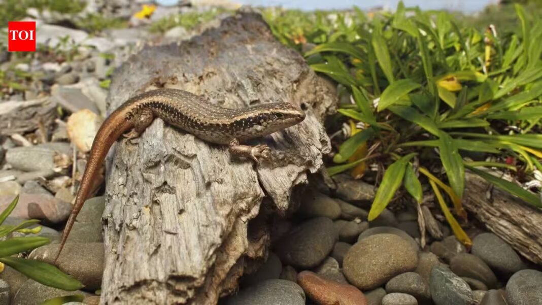 New Zealand built a 676-square-metre pest-proof sanctuary for rare skinks; four were released in 2026 to rebuild a mainland population | New Zealand built a 676-square-metre pest-proof sanctuary for rare skinks; four were released in 2026 to rebuild a mainland population |
