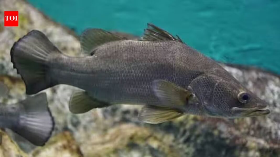 In the late 1950s and early 1960s, Nile perch were introduced into Lake Victoria to improve fisheries; decades later the predator was linked to the loss of many native cichlids and transformation of the lake’s fishery In the late 1950s and early 1960s, Nile perch were introduced into Lake Victoria to improve fisheries; decades later the predator was linked to the loss of many native cichlids and transformation of the lake’s fishery