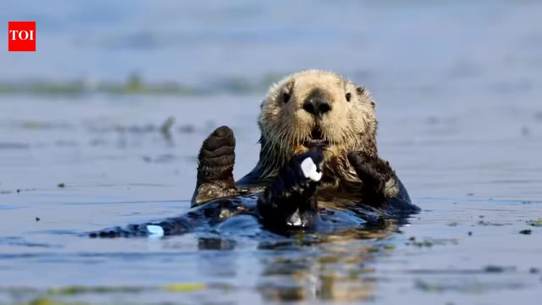 In 1984, a $57 million gift from David and Lucile Packard helped open Monterey Bay Aquarium; its sea otter programme has since cared for over 1,000 stranded animals and surrogate-raised 84 pups In 1984, a $57 million gift from David and Lucile Packard helped open Monterey Bay Aquarium; its sea otter programme has since cared for over 1,000 stranded animals and surrogate-raised 84 pups