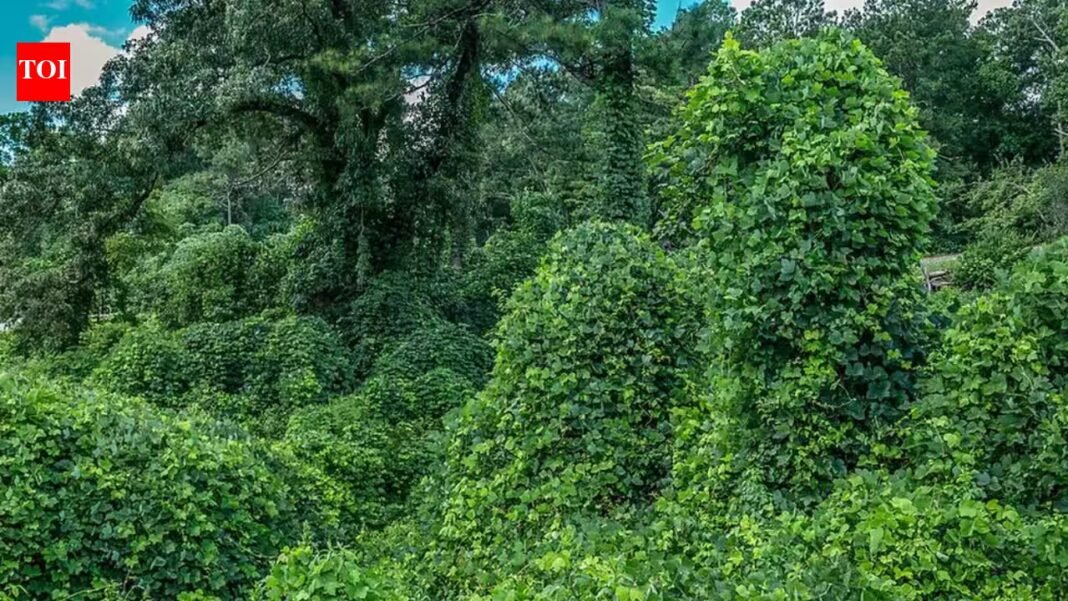 Texas is offering landowners up to $7,000 to remove invasive plants that are quietly choking out native species | Texas is offering landowners up to $7,000 to remove invasive plants that are quietly choking out native species |