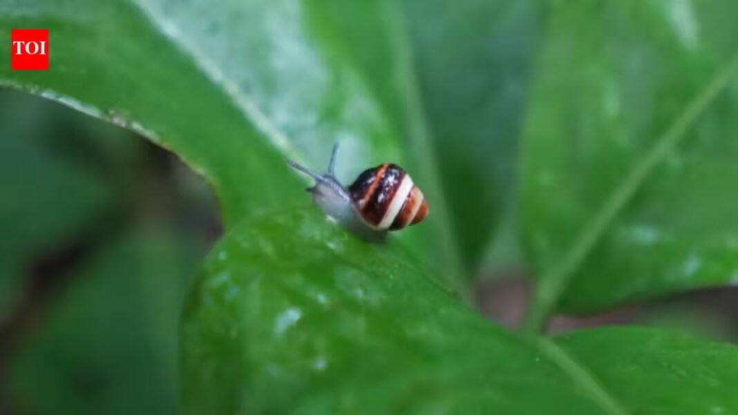 In 1955, Hawaii introduced the rosy wolfsnail to control giant African snails; it instead devastated native tree snails, and 69 years later a species extinct in the wild since 1991 was reintroduced In 1955, Hawaii introduced the rosy wolfsnail to control giant African snails; it instead devastated native tree snails, and 69 years later a species extinct in the wild since 1991 was reintroduced