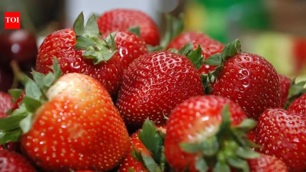 A fabric developed from military clothing research was placed over strawberry plants; field tests produced 3.56 times more fruit | A fabric developed from military clothing research was placed over strawberry plants; field tests produced 3.56 times more fruit |