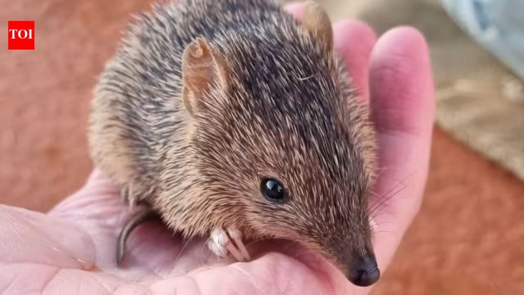 Australia released 80 golden bandicoots into a predator-free sanctuary; 2.5 years later, their population has tripled to about 300 | Australia released 80 golden bandicoots into a predator-free sanctuary; 2.5 years later, their population has tripled to about 300 |