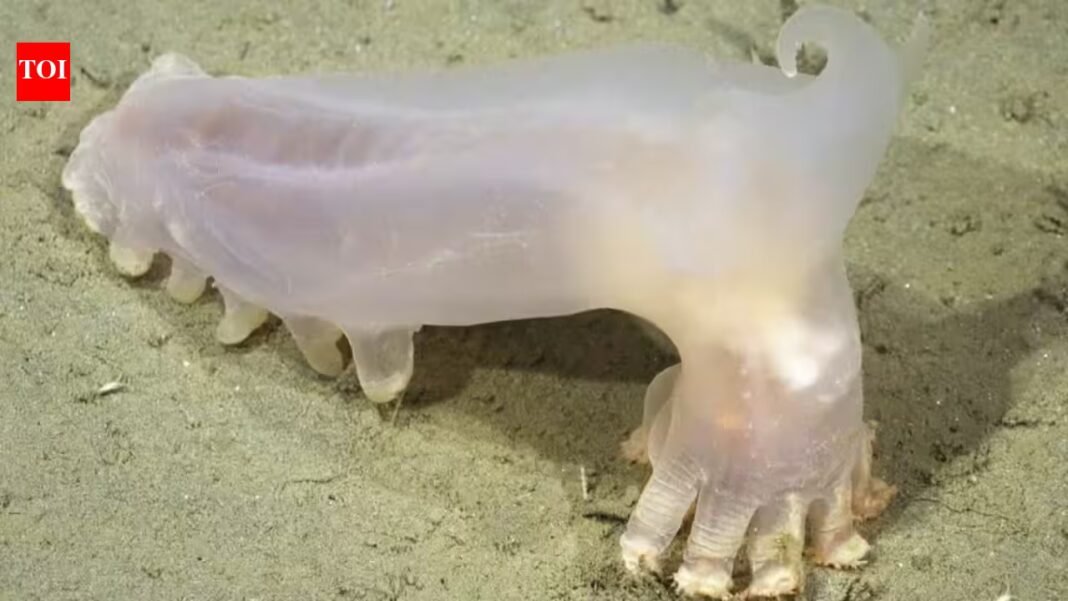 Scientists identified 57 new deep-sea species from Argentina’s Mar del Plata Canyon, including a translucent sea cucumber nicknamed Loki after remotely operated vehicles explored the depths Scientists identified 57 new deep-sea species from Argentina’s Mar del Plata Canyon, including a translucent sea cucumber nicknamed Loki after remotely operated vehicles explored the depths