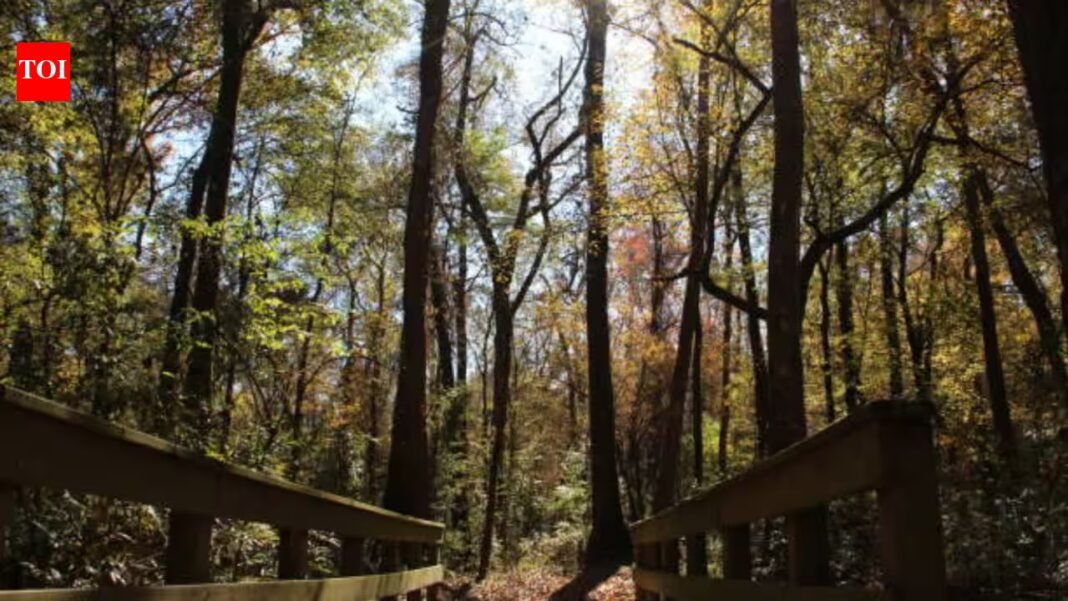 Georgia has begun a 10-year restoration of 132 acres at Towaliga Preserve, using a data-centre partnership to rebuild forest habitat on one of Henry County’s largest undeveloped properties Georgia has begun a 10-year restoration of 132 acres at Towaliga Preserve, using a data-centre partnership to rebuild forest habitat on one of Henry County’s largest undeveloped properties