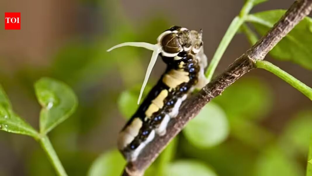 Scientists tracked a rare Florida butterfly for 35 years and found hurricanes were unexpectedly helping its population recover | Scientists tracked a rare Florida butterfly for 35 years and found hurricanes were unexpectedly helping its population recover |