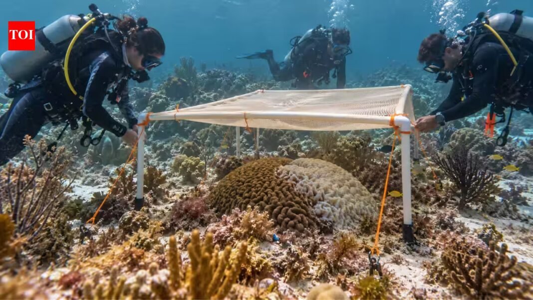 Scientists put ‘underwater umbrellas’ over Florida corals during extreme heat; they worked, cutting sunlight by 60% and helping corals regain colour | Scientists put ‘underwater umbrellas’ over Florida corals during extreme heat; they worked, cutting sunlight by 60% and helping corals regain colour |