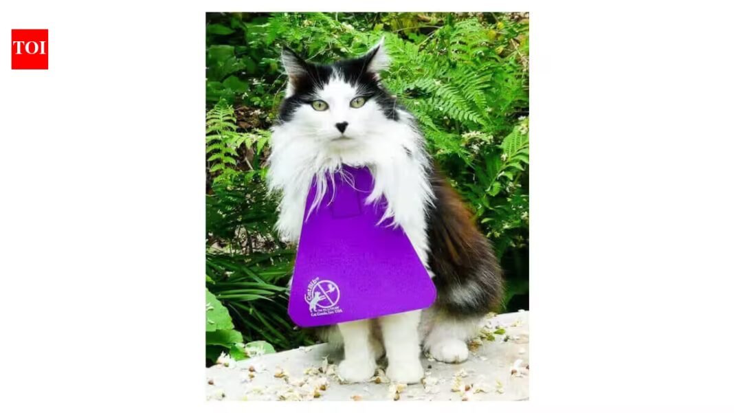 Scientists tracked cats wearing anti-hunting bibs; activity fell 15%, but roaming distances stayed unchanged | Scientists tracked cats wearing anti-hunting bibs; activity fell 15%, but roaming distances stayed unchanged |