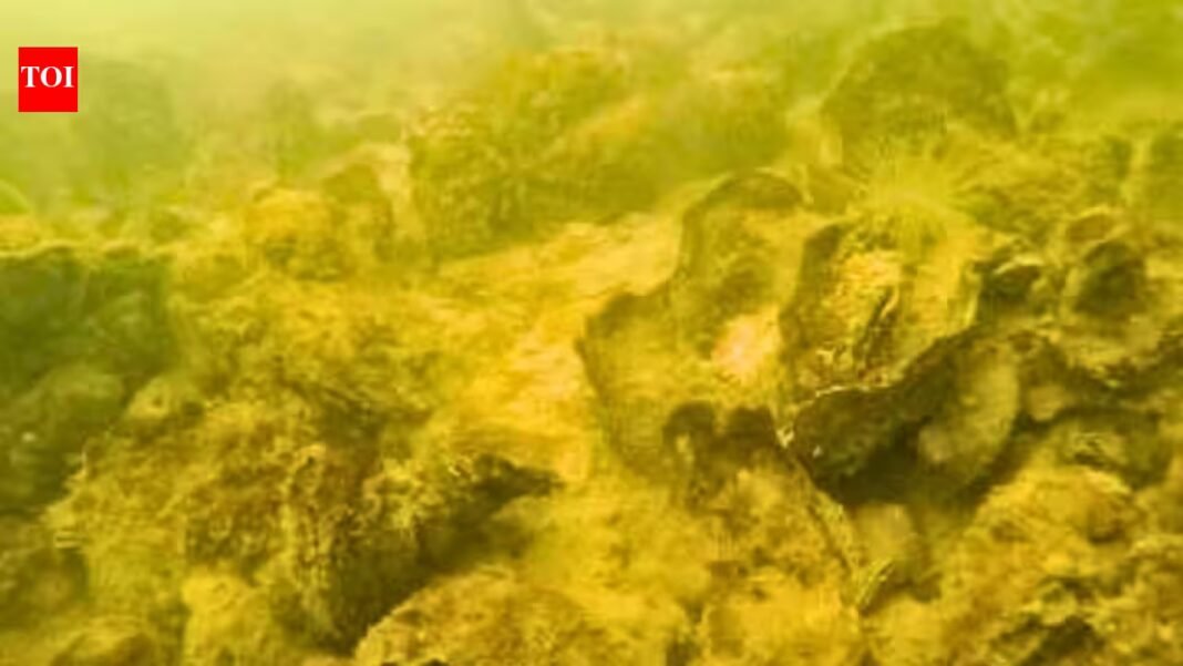 Maryland planted 2.49 billion oyster seeds in Harris Creek; the restoration has produced 343 acres of healthy reef | Maryland planted 2.49 billion oyster seeds in Harris Creek; the restoration has produced 343 acres of healthy reef |
