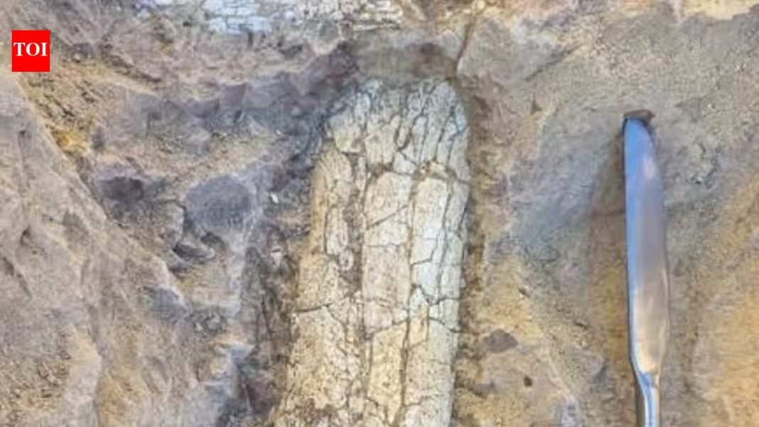 Crews digging 12 feet below a California infrastructure project uncovered 40- to 45-million-year-old bones of a large hoofed mammal; paleontologists spent seven days extracting the fossil from hardened rock Crews digging 12 feet below a California infrastructure project uncovered 40- to 45-million-year-old bones of a large hoofed mammal; paleontologists spent seven days extracting the fossil from hardened rock