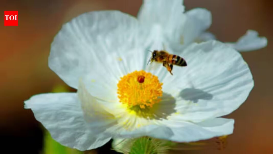 US biologists searching the Mojave Desert found six previously unknown Mojave poppy bee population groups; the new evidence helped determine the tiny specialist bee does not need endangered-species listing US biologists searching the Mojave Desert found six previously unknown Mojave poppy bee population groups; the new evidence helped determine the tiny specialist bee does not need endangered-species listing