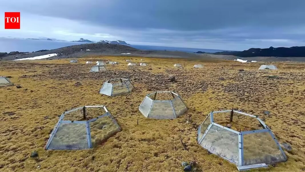Antarctica has only 2 native flowering plants; after 7 years of warming, one slowed photosynthesis while the other increased it | Antarctica has only 2 native flowering plants; after 7 years of warming, one slowed photosynthesis while the other increased it |