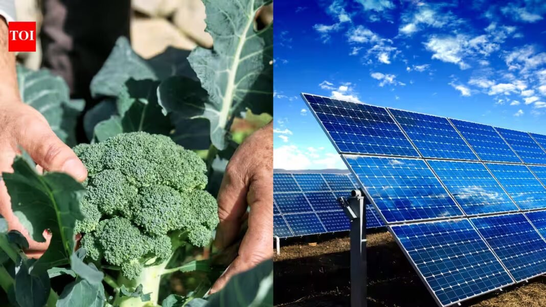 Researchers placed magenta solar panels above broccoli and found the plants used sunlight 4.5 times more efficiently while reaching similar final size and yield, although they needed 25 extra days to mature Researchers placed magenta solar panels above broccoli and found the plants used sunlight 4.5 times more efficiently while reaching similar final size and yield, although they needed 25 extra days to mature
