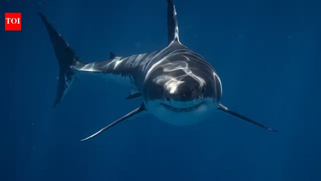 Wild blacktip sharks can hear sounds from nearly 250 feet away and pinpoint where they come from; Florida experiments reveal how the predators locate sound underwater Wild blacktip sharks can hear sounds from nearly 250 feet away and pinpoint where they come from; Florida experiments reveal how the predators locate sound underwater