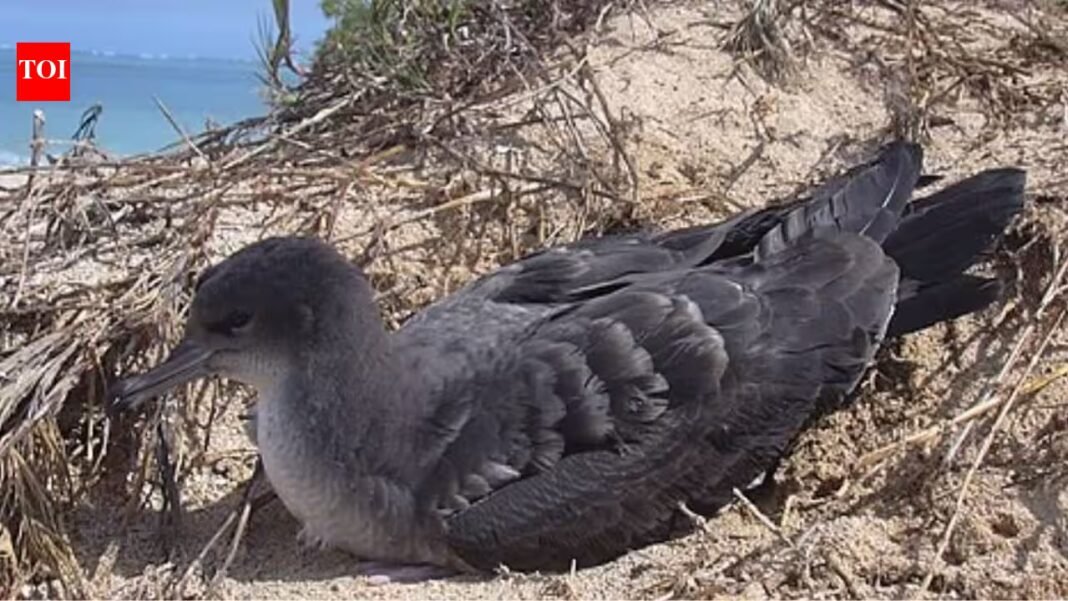 Rats were eradicated from Seychelles’ D’Arros Island in 2003; by 2016, its Wedge-tailed Shearwater colony had grown nearly 10-fold to 2,768 pairs | Rats were eradicated from Seychelles’ D’Arros Island in 2003; by 2016, its Wedge-tailed Shearwater colony had grown nearly 10-fold to 2,768 pairs |