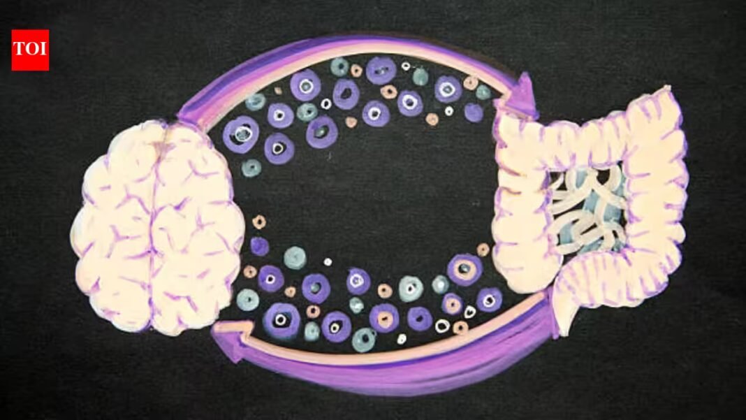 Your gut bacteria may reveal how quickly your brain is ageing; UCLA researchers found specific microbes and chemical byproducts linked to older-looking brains, poorer memory, focus and mood Your gut bacteria may reveal how quickly your brain is ageing; UCLA researchers found specific microbes and chemical byproducts linked to older-looking brains, poorer memory, focus and mood