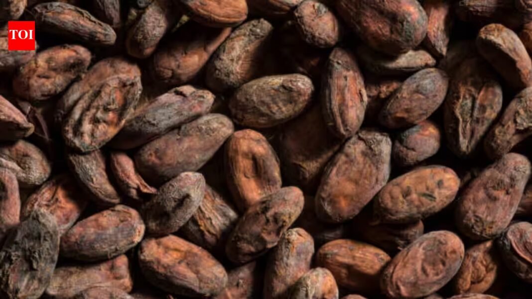 Ancient pottery reveals earliest known traces of chocolate in east of Mississippi; formed a major part of feasts 1,000 years ago Ancient pottery reveals earliest known traces of chocolate in east of Mississippi; formed a major part of feasts 1,000 years ago