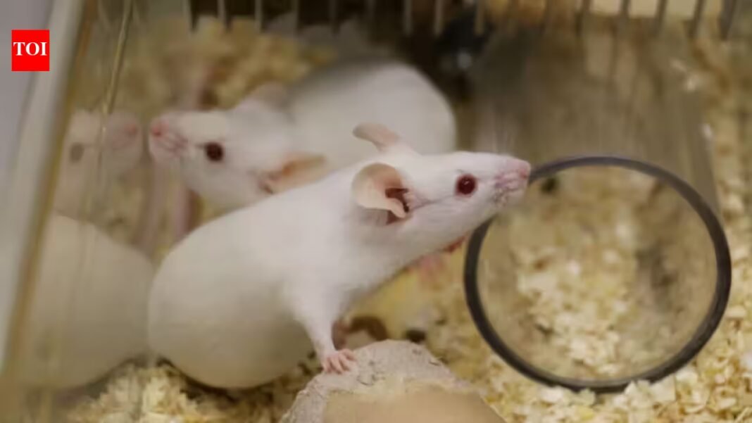 Researchers studying ageing in mice found that declining cellular recycling helps ‘zombie cells’ evade immune clearance; restoring the process improved their removal and reduced age-related inflammation Researchers studying ageing in mice found that declining cellular recycling helps ‘zombie cells’ evade immune clearance; restoring the process improved their removal and reduced age-related inflammation