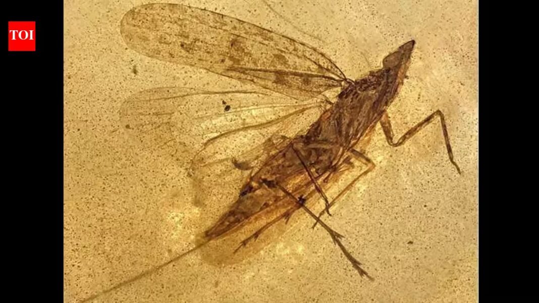 Scientists examined 13 insects trapped in 99-million-year-old amber and identified a new species whose flexible mouthpart reached nearly twice its body length, possibly letting it probe deep into tree bark for sap Scientists examined 13 insects trapped in 99-million-year-old amber and identified a new species whose flexible mouthpart reached nearly twice its body length, possibly letting it probe deep into tree bark for sap
