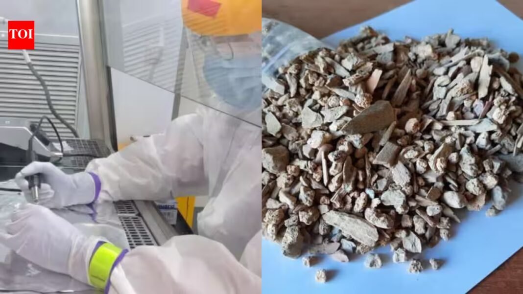 Scientists studying ancient Siberian bone fragments used DNA to identify a previously unknown extinct bovine related to modern yaks that followed its own evolutionary path for hundreds of thousands of years Scientists studying ancient Siberian bone fragments used DNA to identify a previously unknown extinct bovine related to modern yaks that followed its own evolutionary path for hundreds of thousands of years
