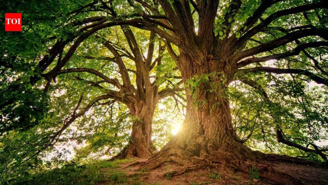 Scientists found 97% of strangler figs growing directly from burned ground in Indonesia; the trees may help damaged forests recover naturally | Scientists found 97% of strangler figs growing directly from burned ground in Indonesia; the trees may help damaged forests recover naturally |