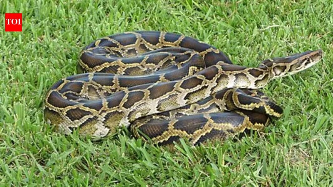 Burmese pythons and invasive plants are reshaping the Everglades; some native mammals have declined by about 90% while melaleuca has covered more than 40,000 acres | Burmese pythons and invasive plants are reshaping the Everglades; some native mammals have declined by about 90% while melaleuca has covered more than 40,000 acres |